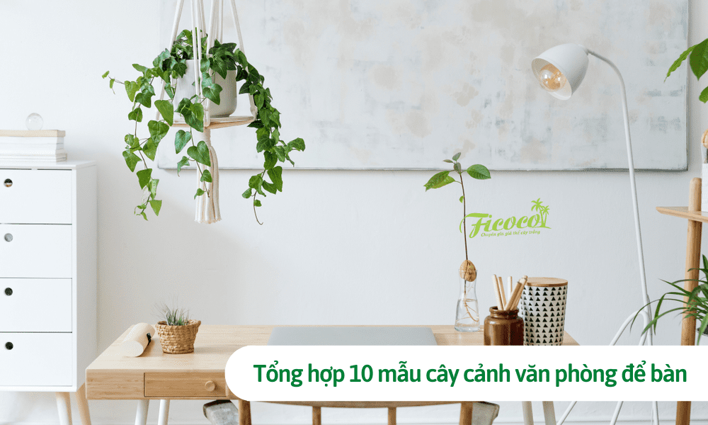 Tổng hợp 10 mẫu cây cảnh văn phòng để bàn đẹp, dễ chăm sóc