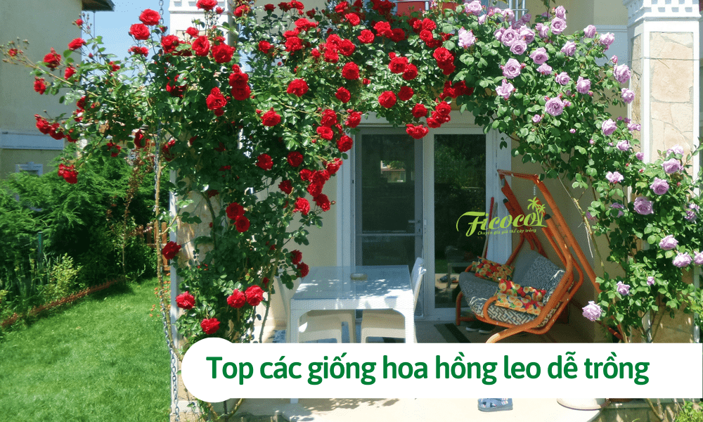 Top các giống hoa hồng leo dễ trồng, làm đẹp sân vườn