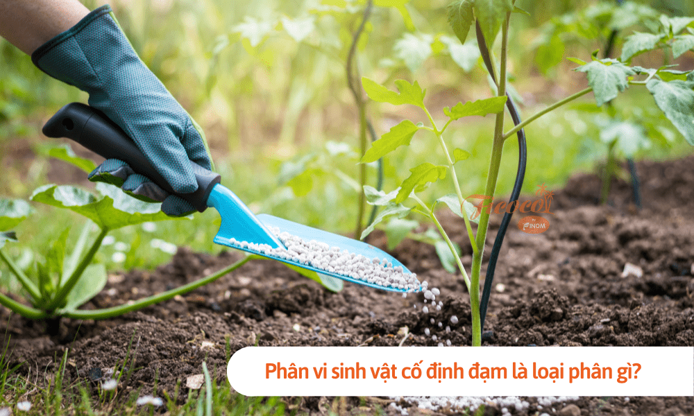 Phân vi sinh vật cố định đạm là loại phân gì? Tác dụng của loại phân này khi sử dụng