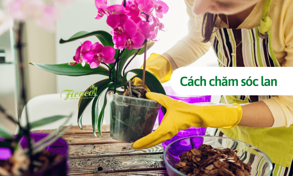 Cách chăm sóc lan tại nhà từ chuyên gia Ficoco