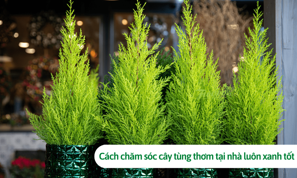 Cách chăm sóc cây tùng thơm tại nhà luôn xanh tốt