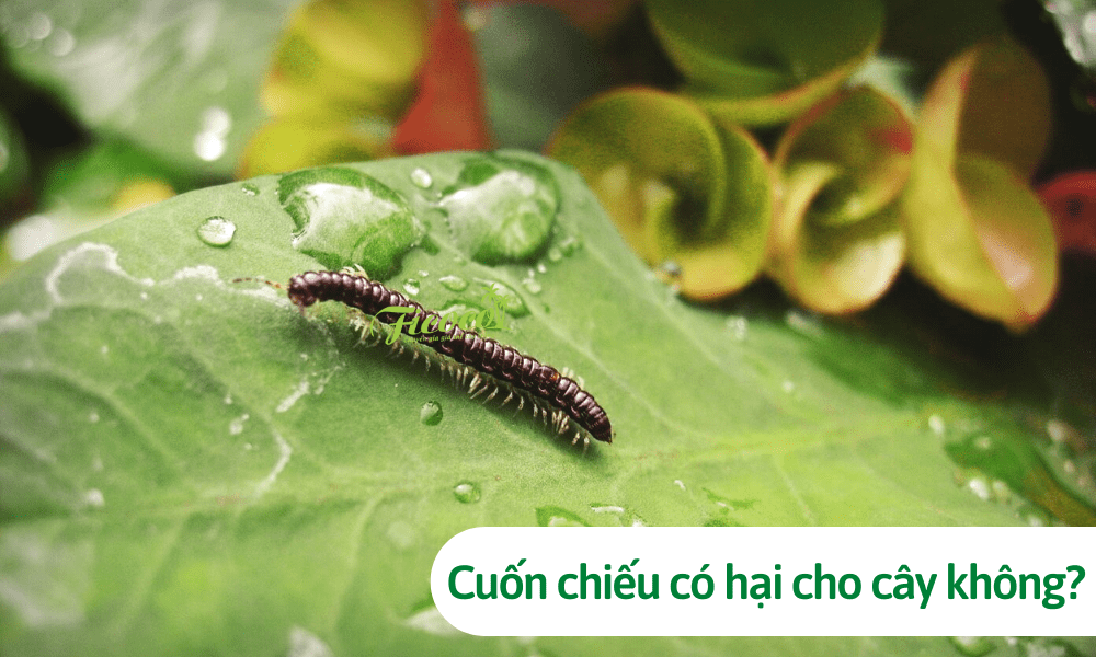 Cuốn chiếu có hại cho cây không? Cách diệt tận gốc cuốn chiếu