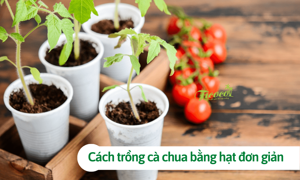 Hướng dẫn cách trồng cà chua bằng hạt đơn giản tại nhà