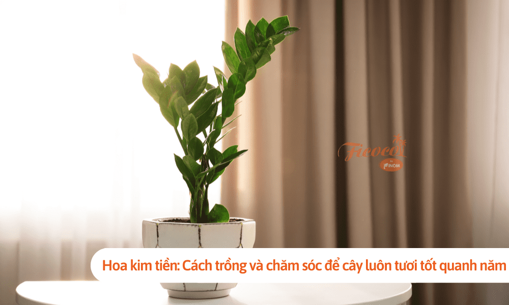 Hoa kim tiền: Cách trồng và chăm sóc để cây luôn tươi tốt quanh năm