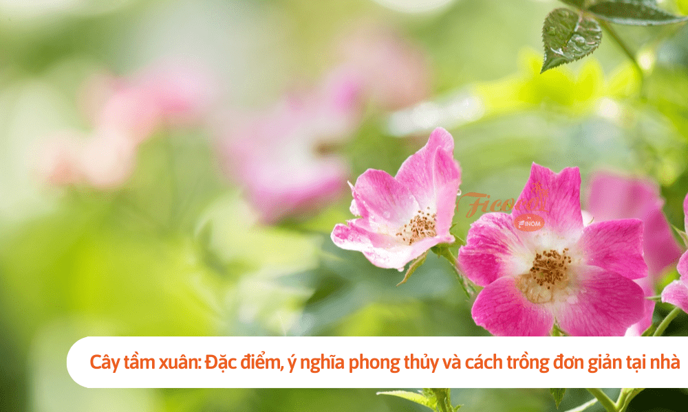 Cây tầm xuân: Đặc điểm, ý nghĩa phong thủy và cách trồng đơn giản tại nhà