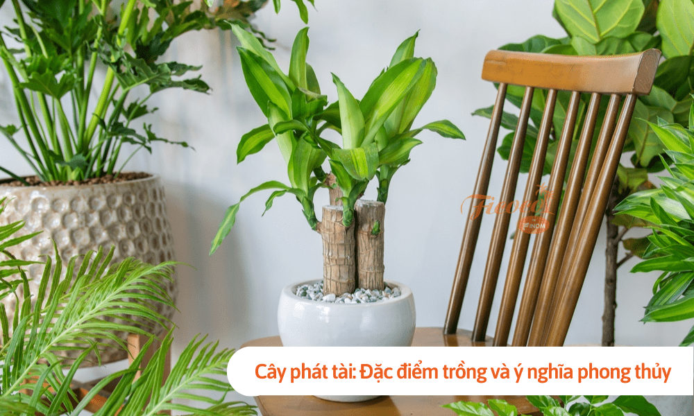 Cây phát tài: Đặc điểm trồng và ý nghĩa phong thủy cho gia chủ