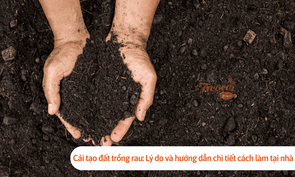 Cải tạo đất trồng rau: Lý do và hướng dẫn chi tiết cách làm tại nhà đơn giản, hiệu quả