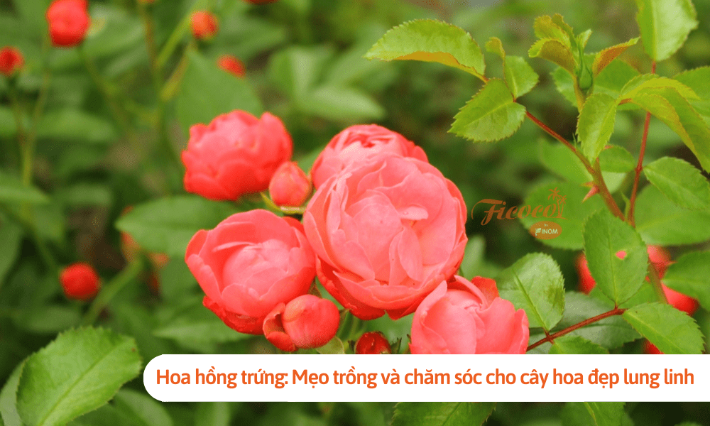 Hoa hồng trứng: Mẹo trồng và chăm sóc cho cây hoa đẹp lung linh