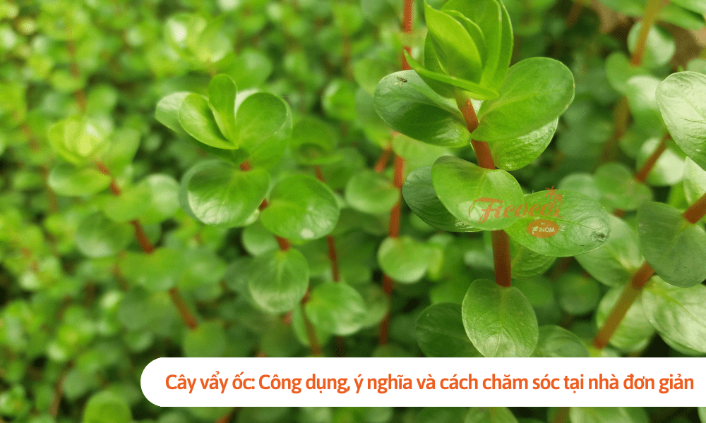 Cây vẩy ốc: Công dụng, ý nghĩa và cách chăm sóc tại nhà đơn giản