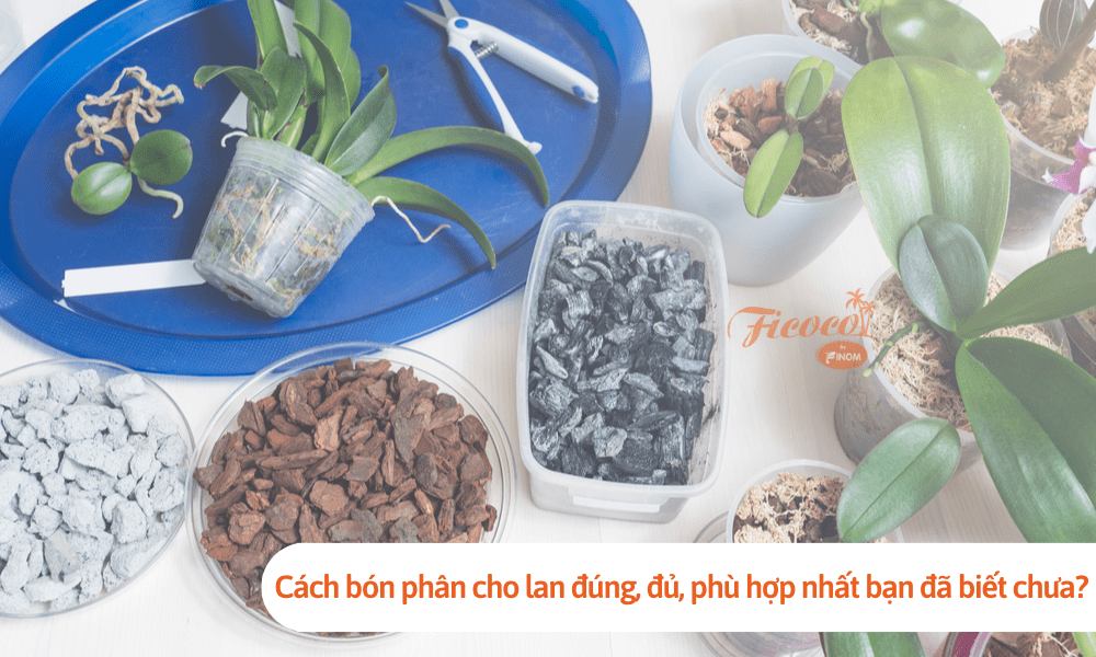 Cách bón phân cho lan đúng, đủ, phù hợp nhất bạn đã biết chưa?