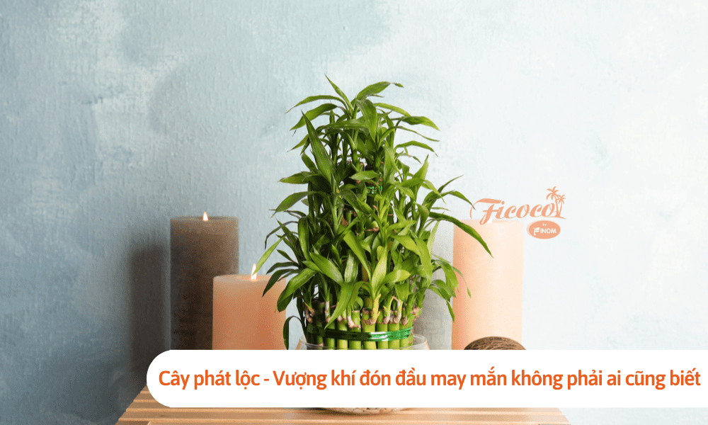 Cây phát lộc - Vượng khí đón đầu may mắn không phải ai cũng biết