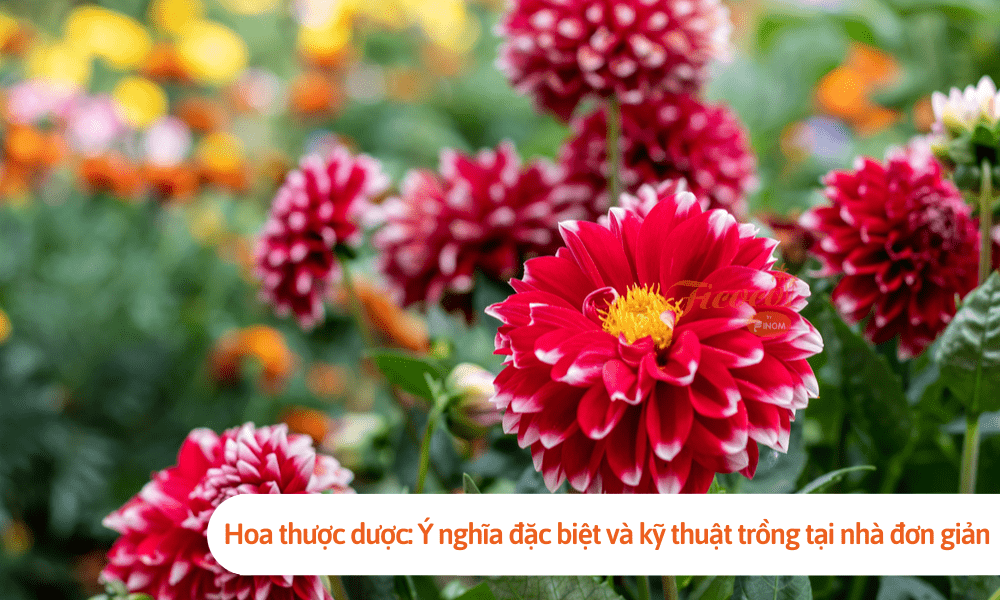 Hoa thược dược: Ý nghĩa đặc biệt và kỹ thuật trồng tại nhà đơn giản