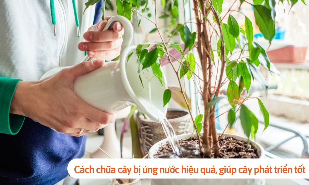 Cách chữa cây bị úng nước hiệu quả, giúp cây phát triển tốt