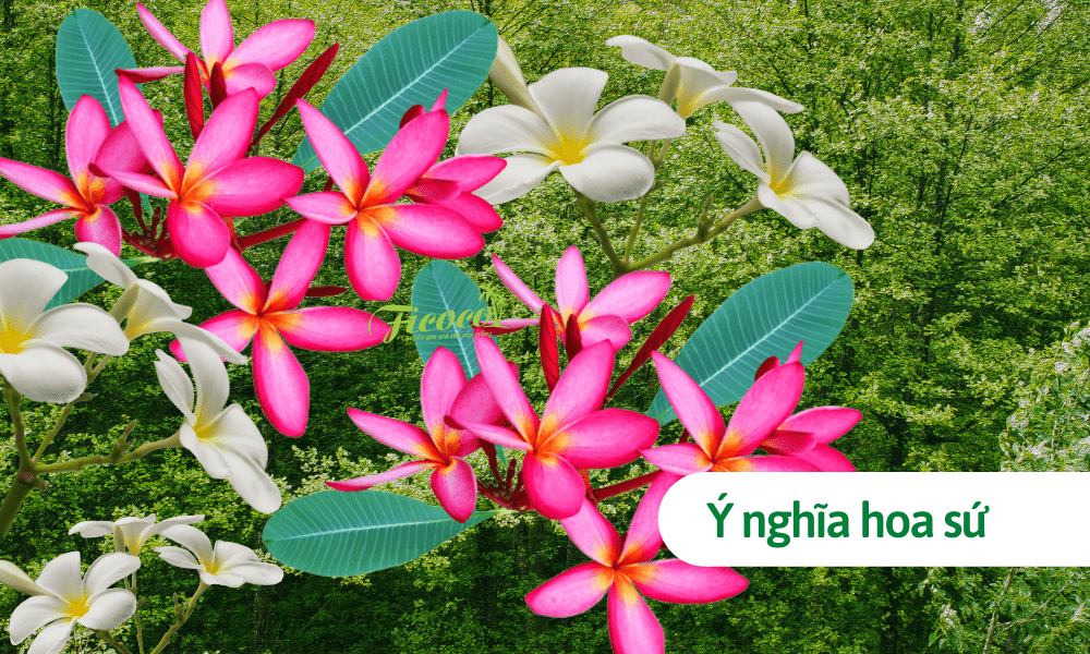 Trồng hoa sứ: Cách trồng, đặc điểm và ý nghĩa mang lại cho gia chủ