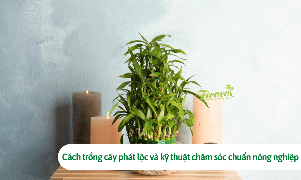 Cách trồng cây phát lộc và kỹ thuật chăm sóc chuẩn nông nghiệp