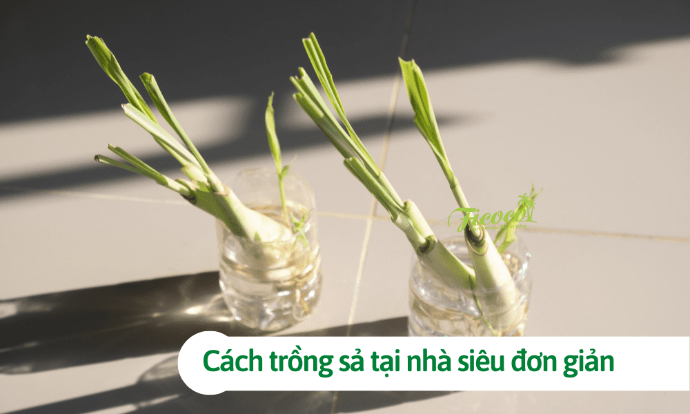 Hướng dẫn cách trồng sả tại nhà siêu đơn giản