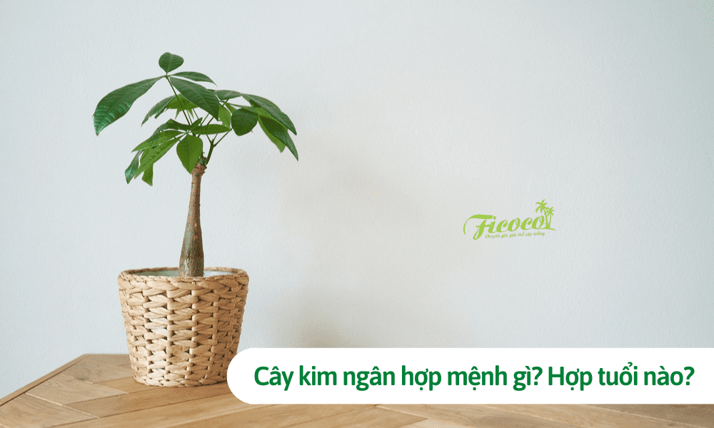 Cây kim ngân hợp mệnh gì? Hợp tuổi nào và những lưu ý khi trồng