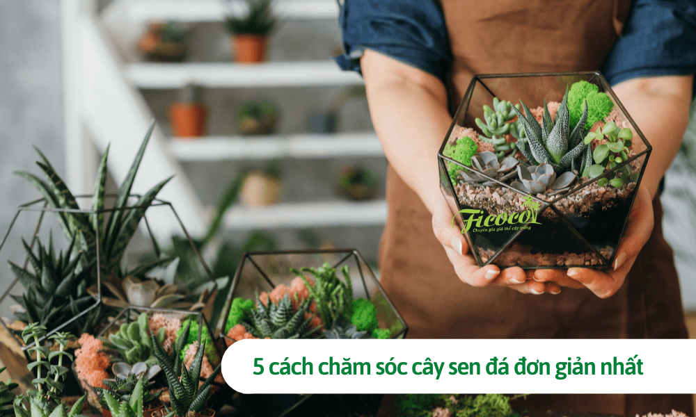5 cách chăm sóc cây sen đá đơn giản nhất có thể bạn chưa biết