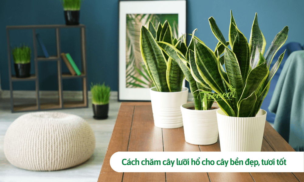 Cách chăm cây lưỡi hổ cho cây bền đẹp, tươi tốt