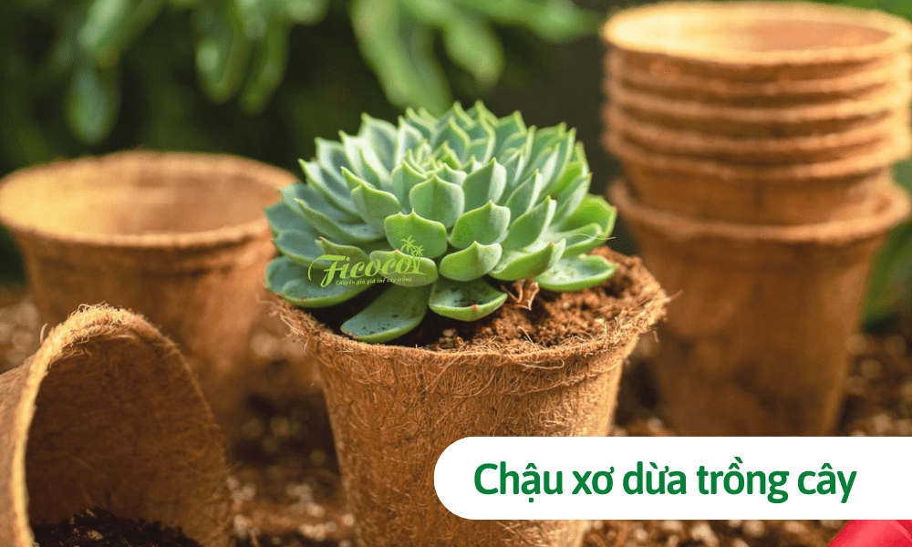 Có nên chuyển sang dùng chậu xơ dừa trồng cây? Lợi ích từ chậu xơ dừa