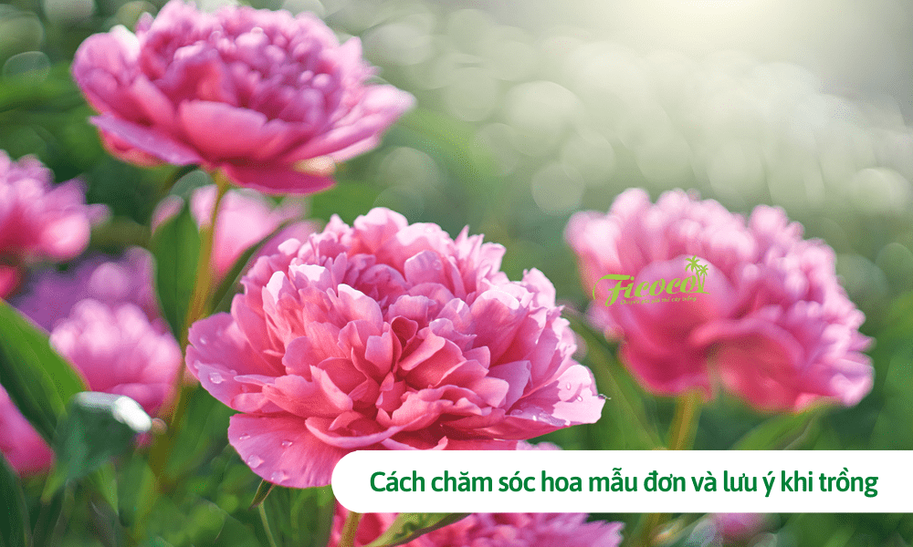 Cách chăm sóc hoa mẫu đơn và lưu ý khi trồng