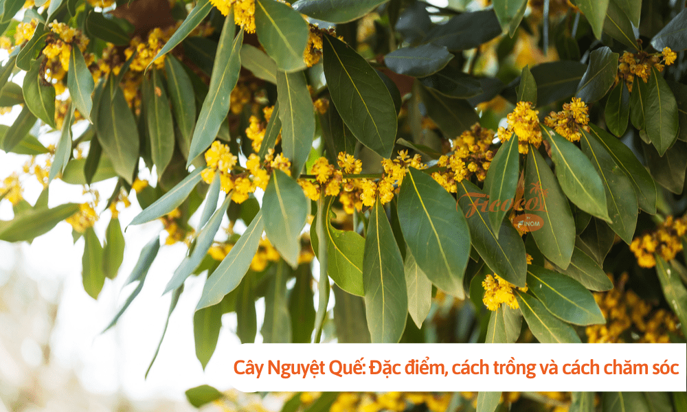 Cây Nguyệt Quế: Đặc điểm, cách trồng và cách chăm sóc tại nhà