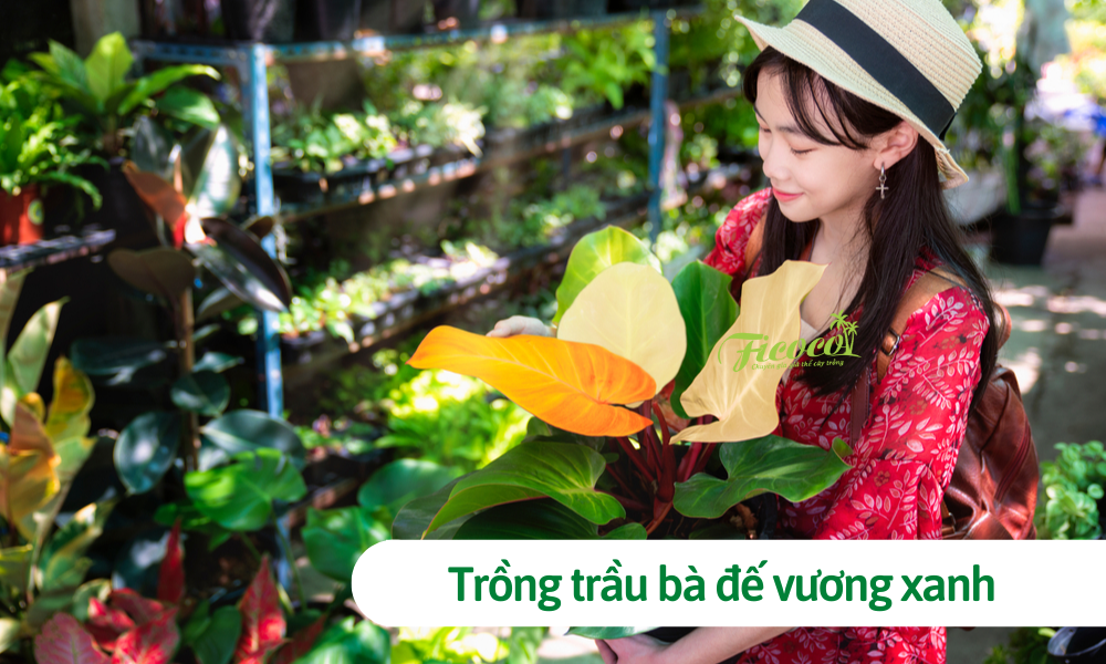 Trồng trầu bà đế vương xanh, ý nghĩa và cách trồng