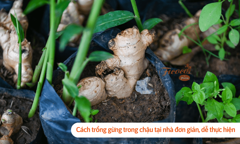 Cách trồng gừng trong chậu tại nhà đơn giản, dễ thực hiện