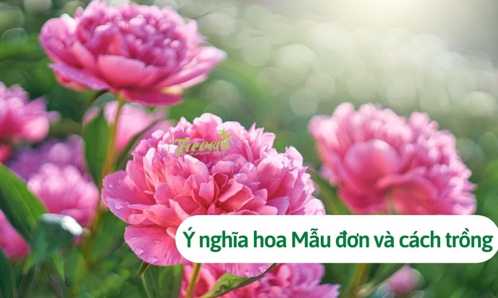 Trồng hoa Mẫu đơn có ý nghĩa gì, có những loại mẫu đơn nào?