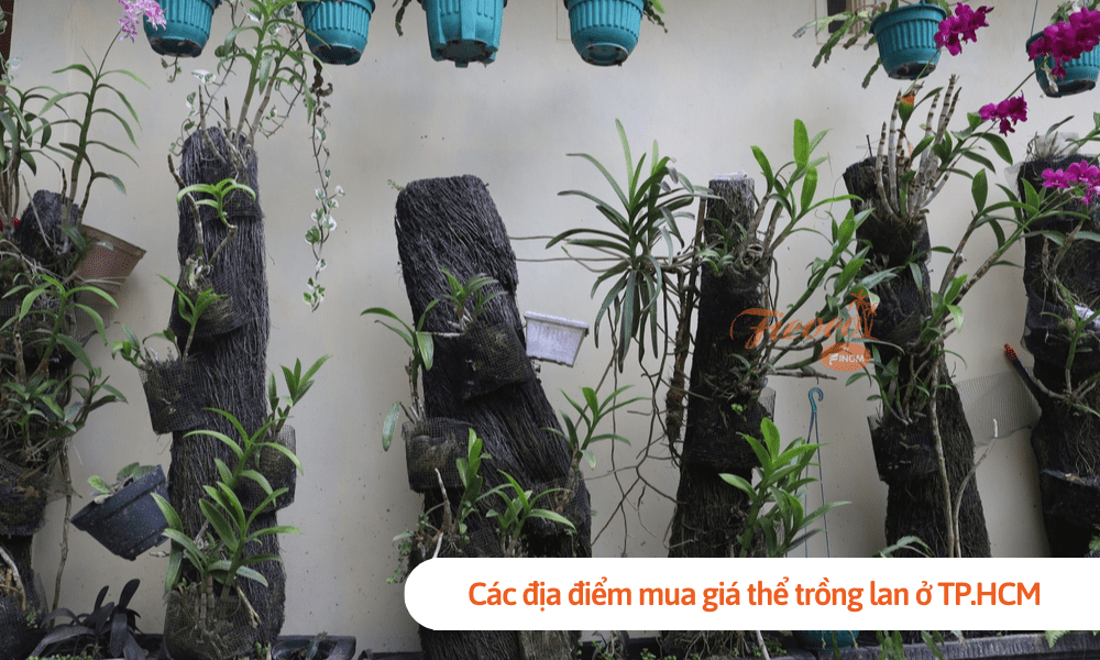 Các địa điểm mua giá thể trồng lan ở TP.HCM có thể bạn chưa biết