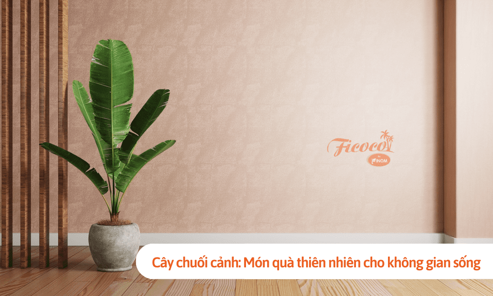 Cây chuối cảnh: Món quà thiên nhiên cho không gian sống