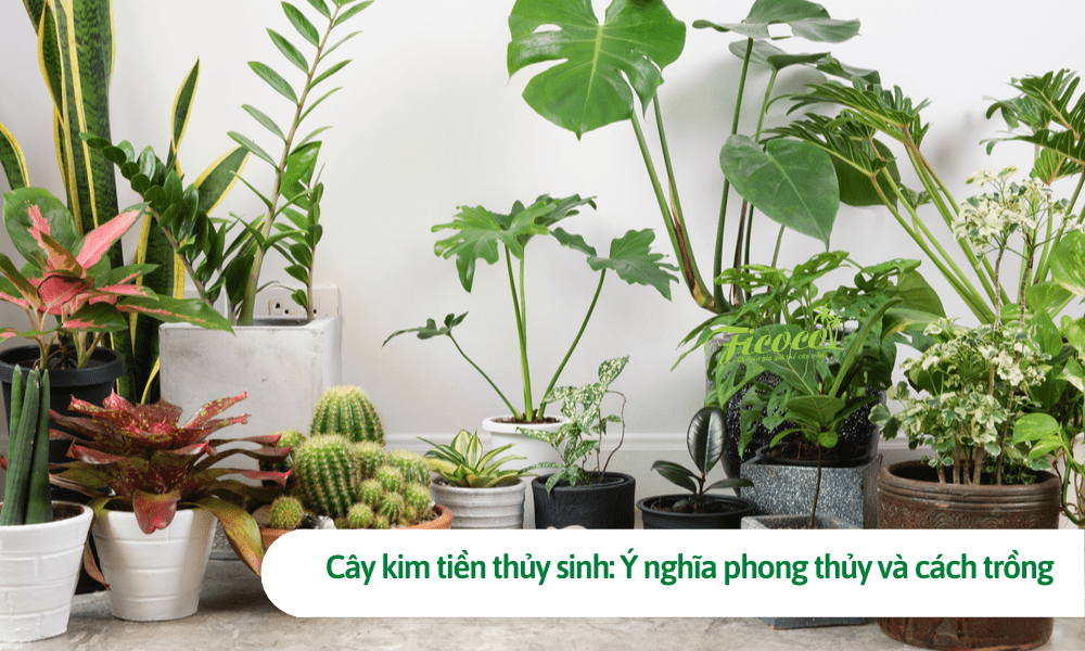 Cây kim tiền thủy sinh: Ý nghĩa phong thủy và cách trồng