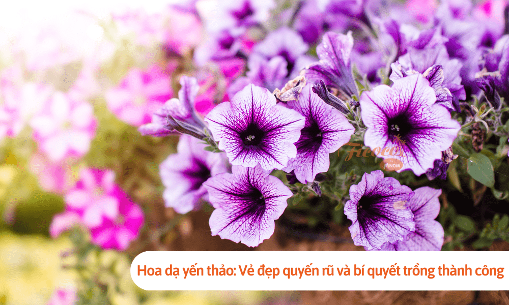 Hoa dạ yến thảo: Vẻ đẹp quyến rũ cho khu vườn xanh và bí quyết trồng thành công