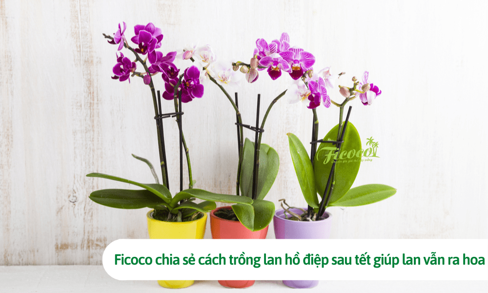Ficoco chia sẻ cách trồng lan hồ điệp sau tết giúp lan vẫn ra hoa