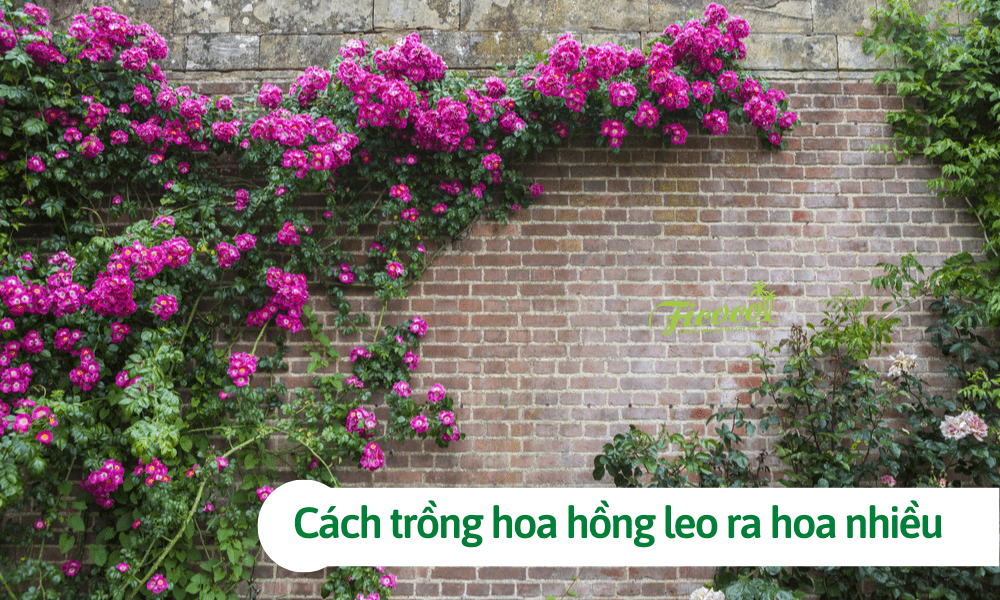 Cách trồng hoa hồng leo ra hoa nhiều, đẹp rực rỡ