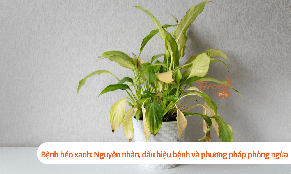 Bệnh héo xanh: Nguyên nhân, dấu hiệu bệnh và phương pháp phòng ngừa
