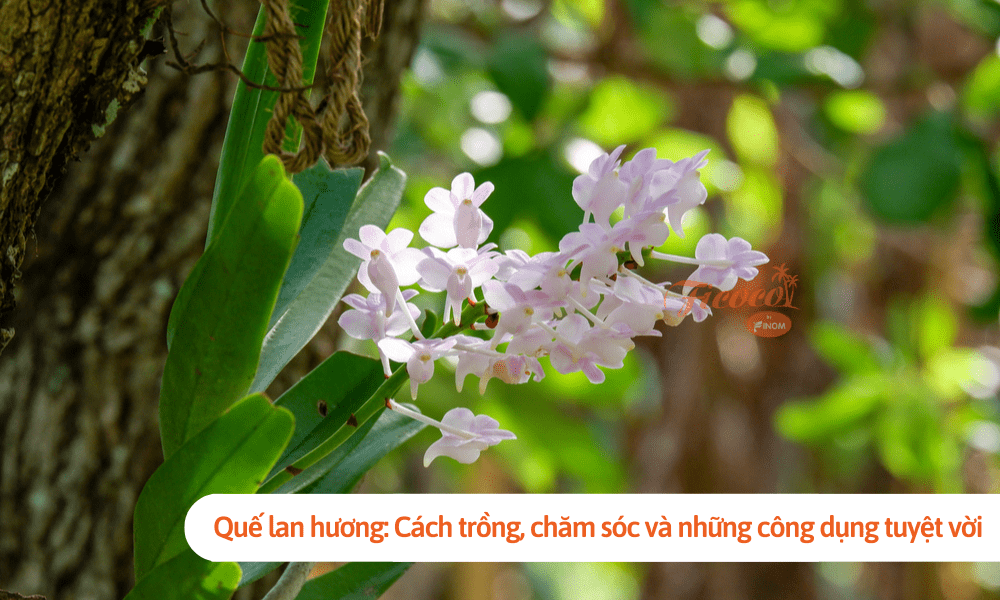 Quế lan hương: Cách trồng, chăm sóc và những công dụng tuyệt vời