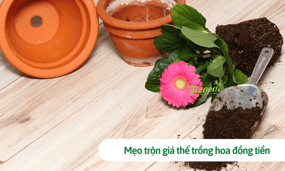 Mẹo trộn giá thể trồng hoa đồng tiền giúp cây luôn ra hoa nhiều