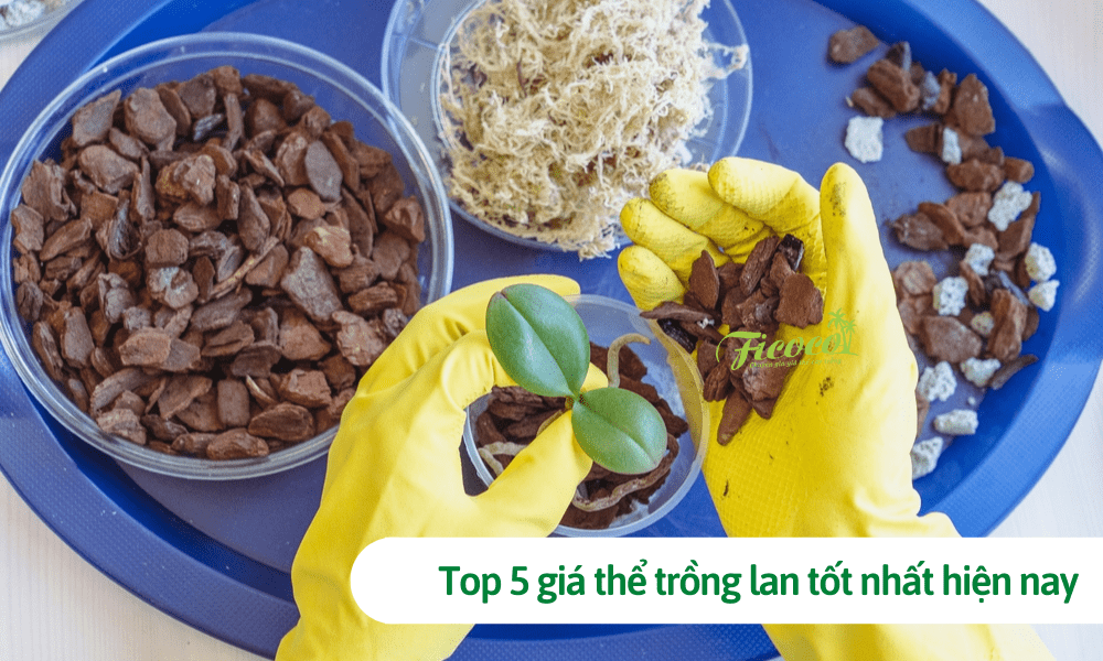 Top 5 giá thể trồng lan tốt nhất hiện nay và mẹo xử lý giá thể trước khi trồng