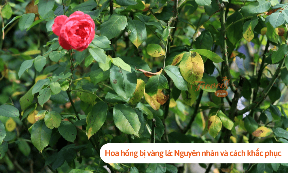 Hoa hồng bị vàng lá: Nguyên nhân và cách khắc phục 