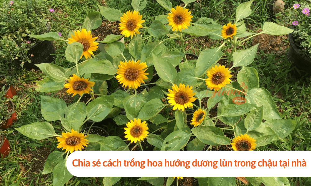 Chia sẻ cách trồng hoa hướng dương lùn trong chậu tại nhà