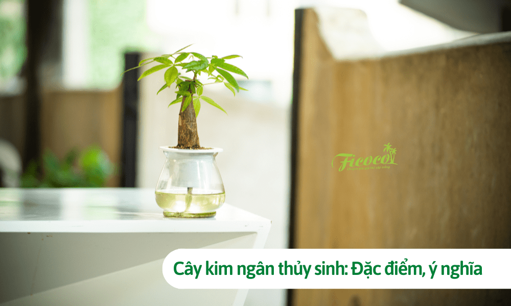 Cây kim ngân thủy sinh: Đặc điểm, ý nghĩa và cách trồng giúp cây luôn tươi tốt
