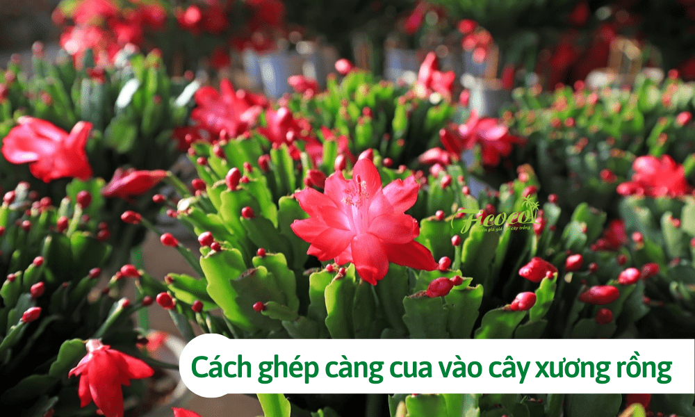 Hướng dẫn cách ghép càng cua vào cây xương rồng đơn giản tại nhà