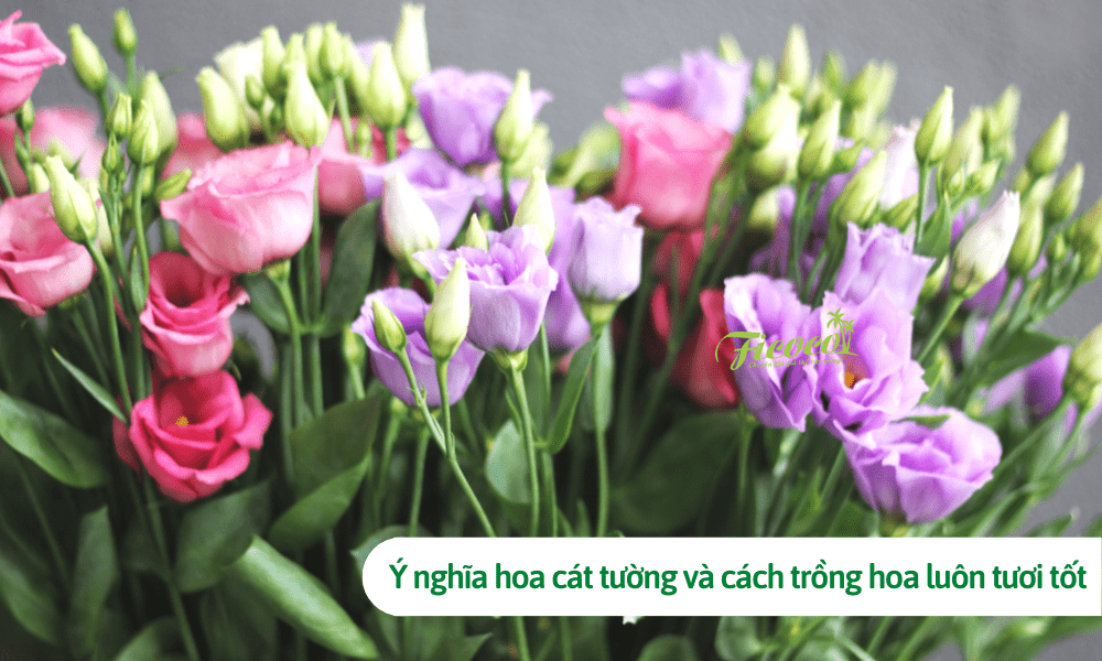 Ý nghĩa hoa cát tường và cách trồng hoa luôn tươi tốt