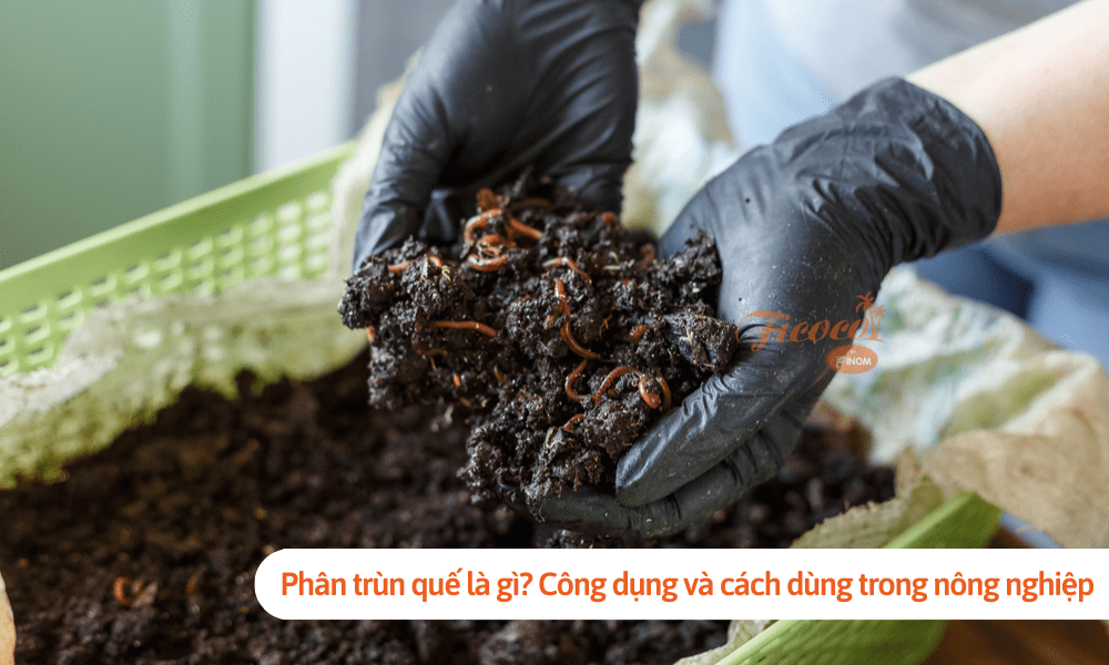 Phân trùn quế là gì? Công dụng và cách dùng trong nông nghiệp