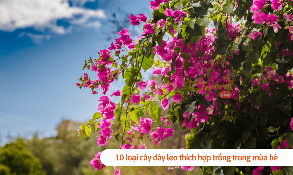 10 loại cây dây leo thích hợp trồng trong mùa hè để tạo xanh mát cho ngôi nhà của bạn