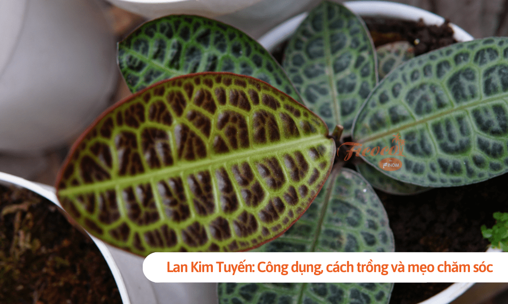 Lan Kim Tuyến: Công dụng, cách trồng và mẹo chăm sóc