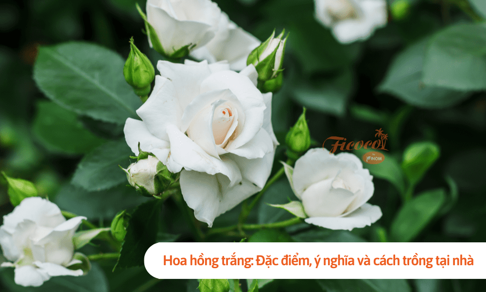 Hoa hồng trắng: Đặc điểm, ý nghĩa và cách trồng tại nhà