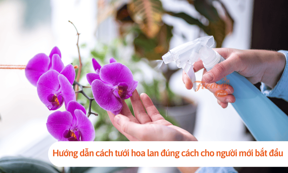 Hướng dẫn cách tưới hoa lan đúng cách cho người mới bắt đầu