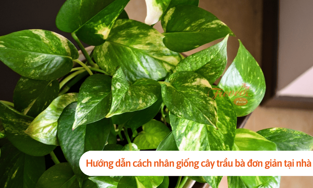 Hướng dẫn cách nhân giống cây trầu bà đơn giản tại nhà